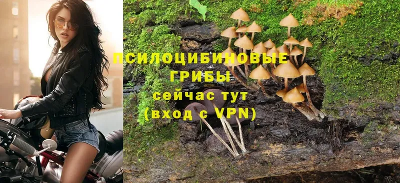 KRAKEN как войти  Апатиты  Галлюциногенные грибы Psilocybe 